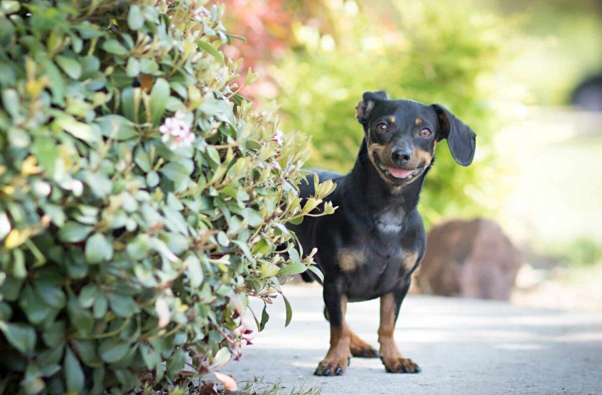 10 Dog Breeds Who Will Always Greet You Like You’ve Been
Gone For Months