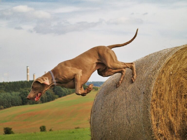 10 Dog Breeds With The Most Adventurous Spirits