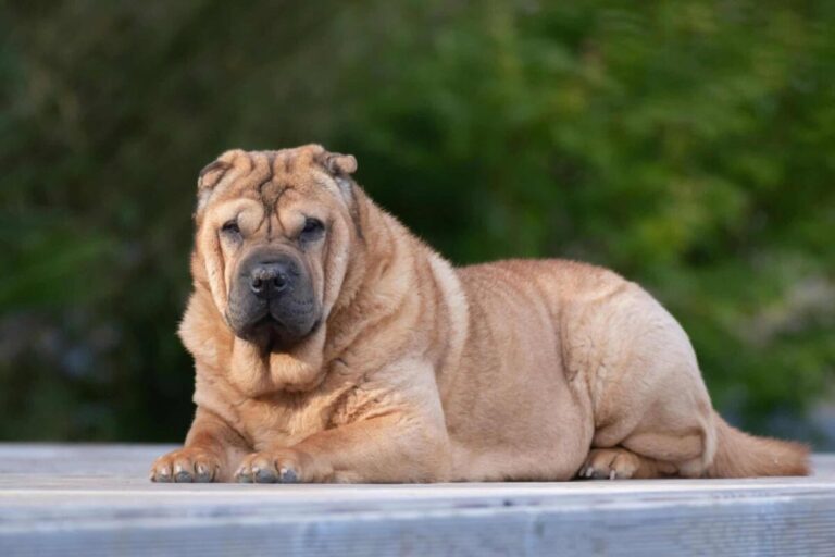 10 Dog Breeds with Unusual Physical Traits