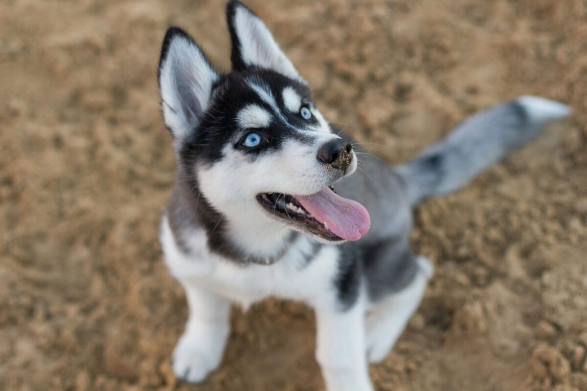 10 Dog Breeds with the Most Fascinating Facial
Markings