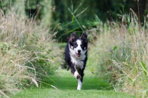 10 Dog Breeds with the Most Hilarious Zoomies