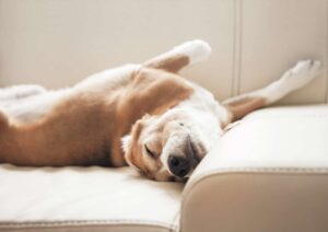 10 Dog Breeds with the Most Quirky Sleep Positions