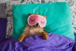 10 Quirky Facts About Dogs’ Sleep Habits