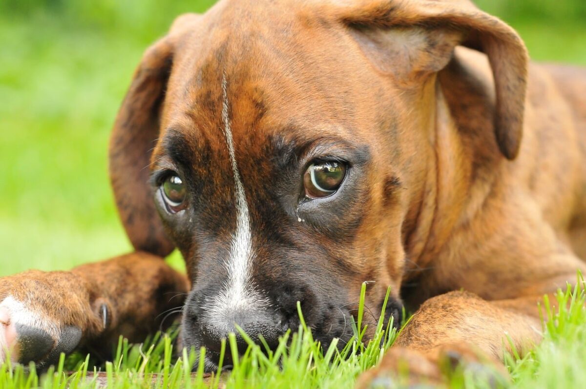 10 Times Dogs Used Their “Puppy Eyes” for Good