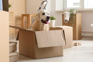 10 Tips To Help Your Dog Adjust To A New Home