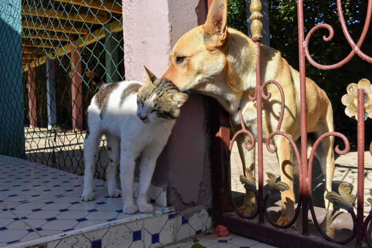 10 Unlikely Animal Friends Dogs Have Made