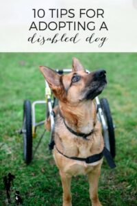 10 tips for adopting a disabled dog