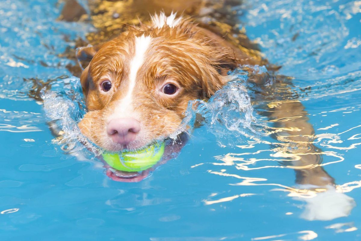 11 Breeds That Love The Water And Can’t Resist A Good
Splash