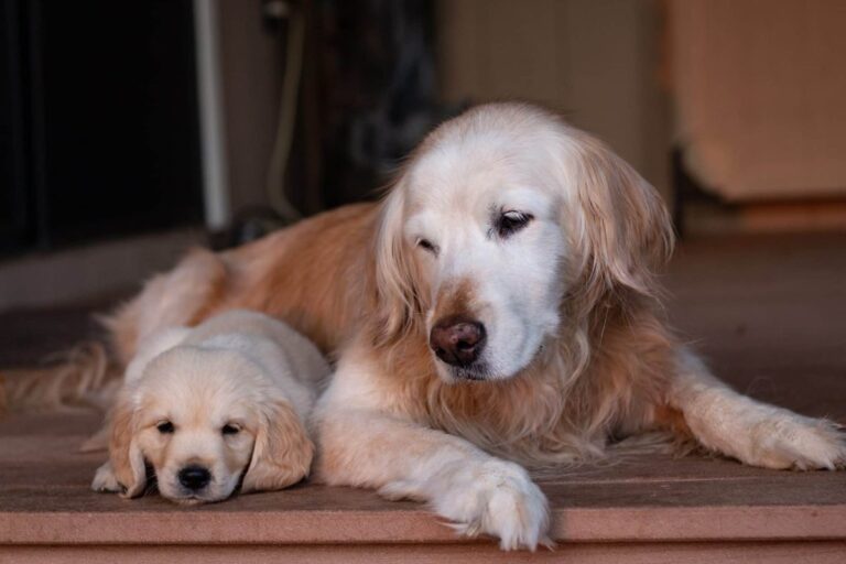 11 Breeds That Never Outgrow Their Puppy-Like Charm