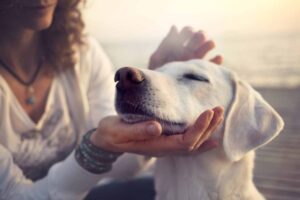 11 Breeds That Overflow With Love And Loyalty