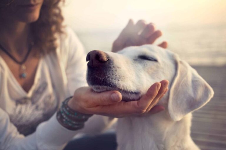 11 Breeds That Overflow With Love And Loyalty