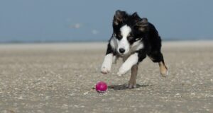 11 Dog Breeds That Are Obsessed With Playtime