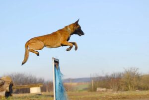 11 Dog Breeds That Make Great Agility Course
Champions