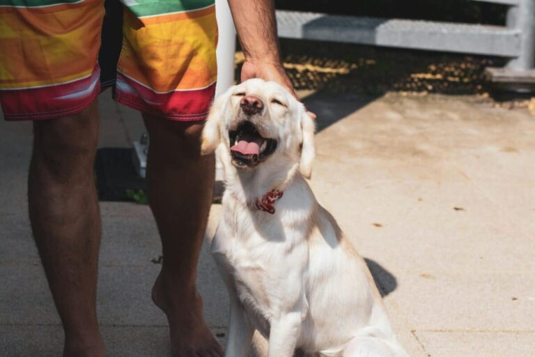 11 Dog Breeds Who Act Like They’re Always Happy