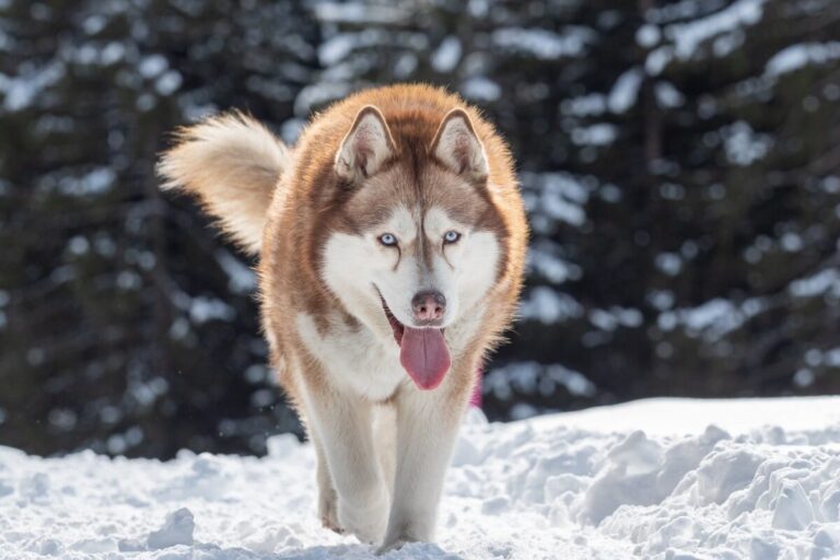 11 Dog Breeds Who Are Built For Cold Weather