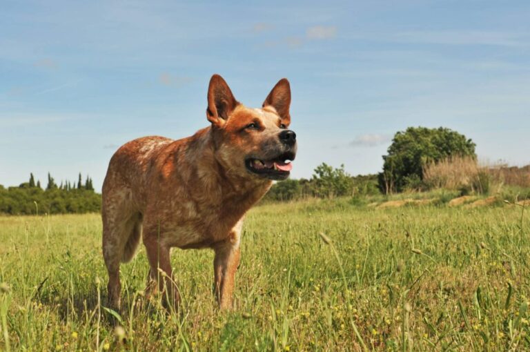 11 Dog Breeds Who Are Natural At Herding