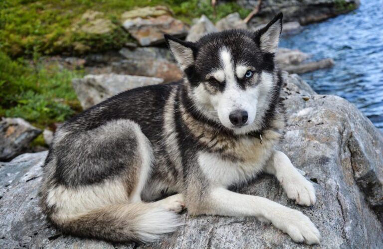 11 Dog Breeds Who Are Naturally Adventurous