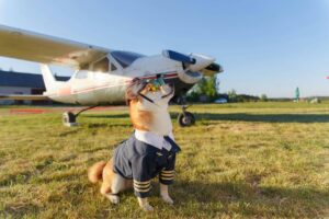 11 Dog-Friendly Travel Tips Every Owner Needs