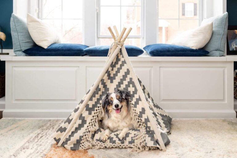 11 Fun Indoor Activities To Keep Your Dog Busy On Rainy
Days