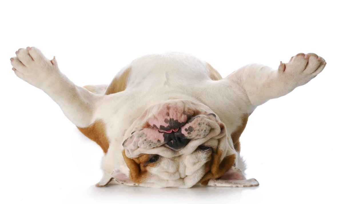 11 Hilarious Dog Breeds That Will Keep You Laughing With
Their Antics