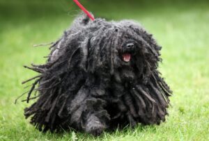 11 Quirky Dog Breeds That Deserve A Spot On Your
Radar