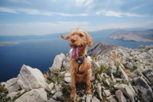 11 Reasons Dogs Love Exploring The Great Outdoors With
Us