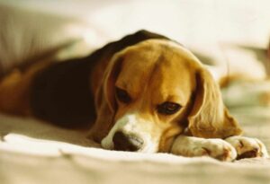 11 Signs That A Dog Wants To Be Left Alone