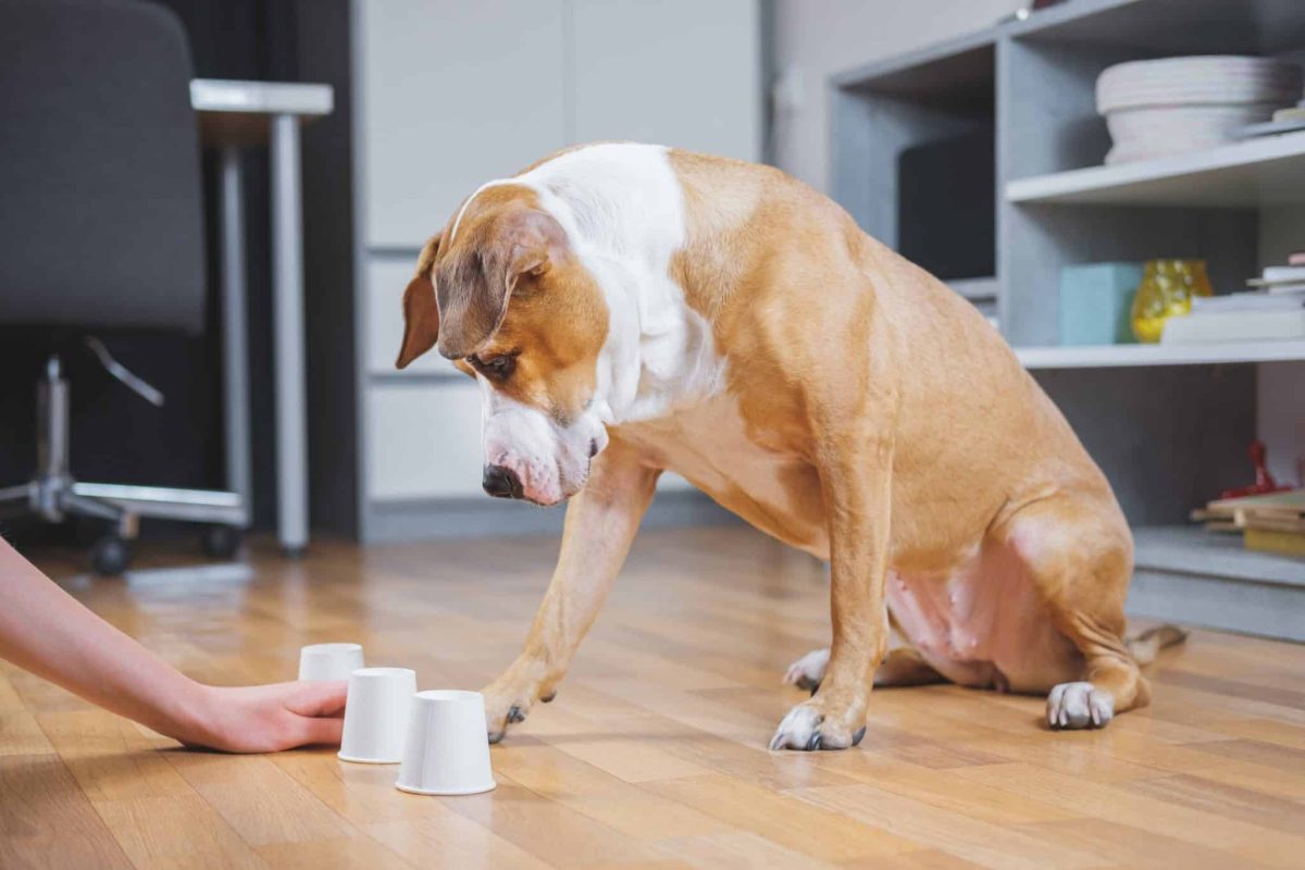 11 Signs Your Dog Has A Special Skill You Never
Noticed