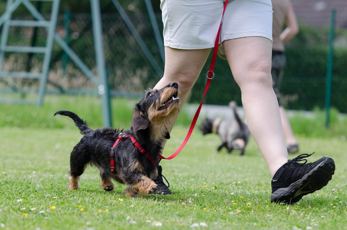 11 Signs Your Dog Sees You as Pack Leader