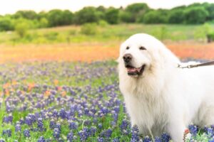 11 Surprising Facts About The Majestic Great
Pyrenees