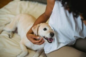 11 Ways Dogs Show Love That Melt Our Hearts