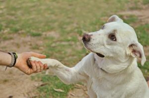 11 Ways Dogs Understand Our Movements And Body
Language