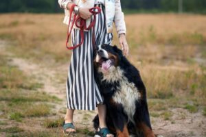 11 Ways To Know Your Dog Trusts You Completely