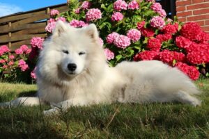 12 Dog Breeds That Are Known for Their Photogenic
Poses