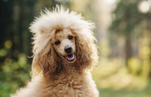 12 Smartest Dog Breeds According to Studies