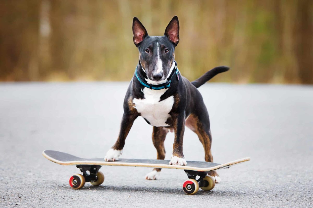 13 Amazing Tricks and Skills Dogs Can Learn to Amaze
You