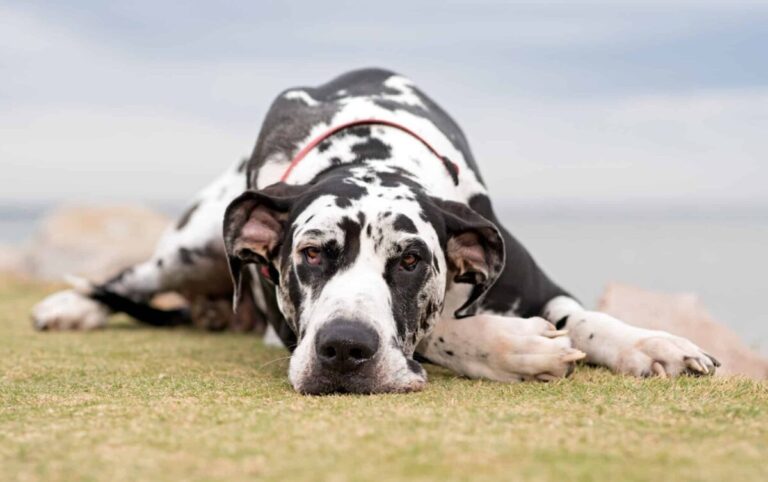 13 Dog Breeds Known for Their Unique Coat Colors