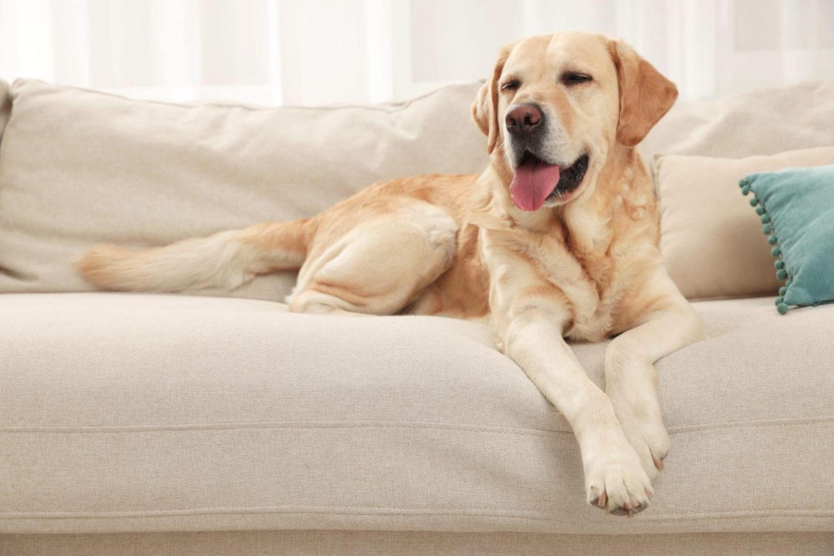 13 Dog Breeds Perfectly Happy to Be Your Couch Potato
Buddy