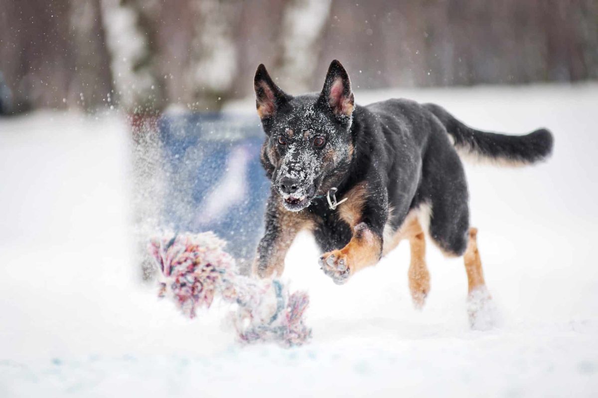 13 Dog Breeds That Absolutely Love Playing in the
Snow