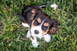 13 Dog Breeds That Are Always Ready For Their
Close-Up