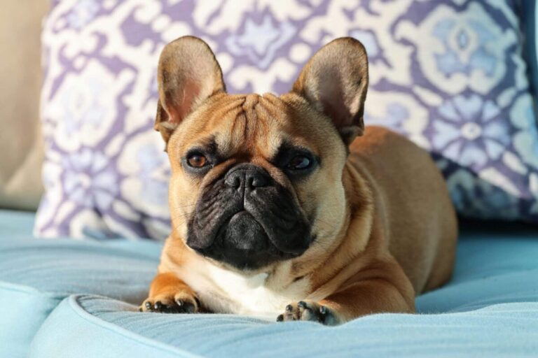 13 Dog Breeds That Are Great for Apartment Living