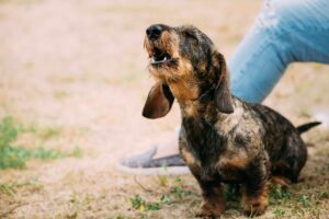 13 Dog Breeds That Have the Most Unique and Adorable
Howls