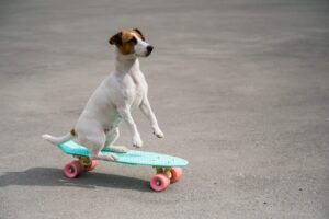 13 Dog Breeds That Love The Challenge Of Learning New
Tricks