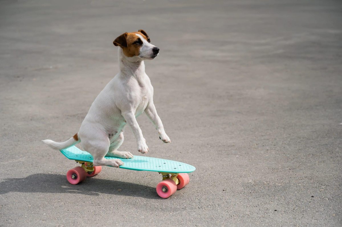 13 Dog Breeds That Love The Challenge Of Learning New
Tricks