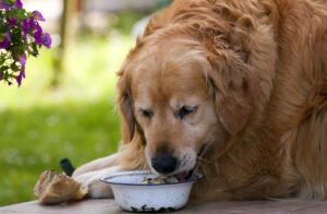 13 Dog Breeds Who Are Notorious Foodies