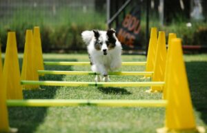 13 Dog Breeds Who Excel in Obedience Training