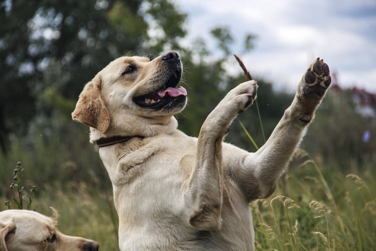 13 Dog Breeds Who Stay Playful Into Old Age