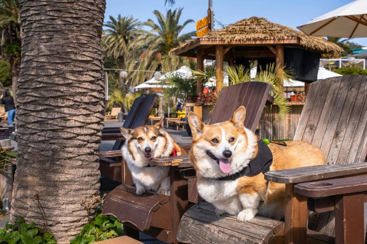 13 Dog-Friendly Places To Explore That Your Pup Will
Absolutely Adore