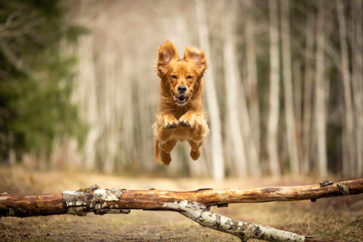 13 Lightning-Fast Dog Breeds That Will Leave You in the
Dust