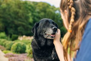 13 Reasons Senior Dogs Are Treasures Worth
Cherishing